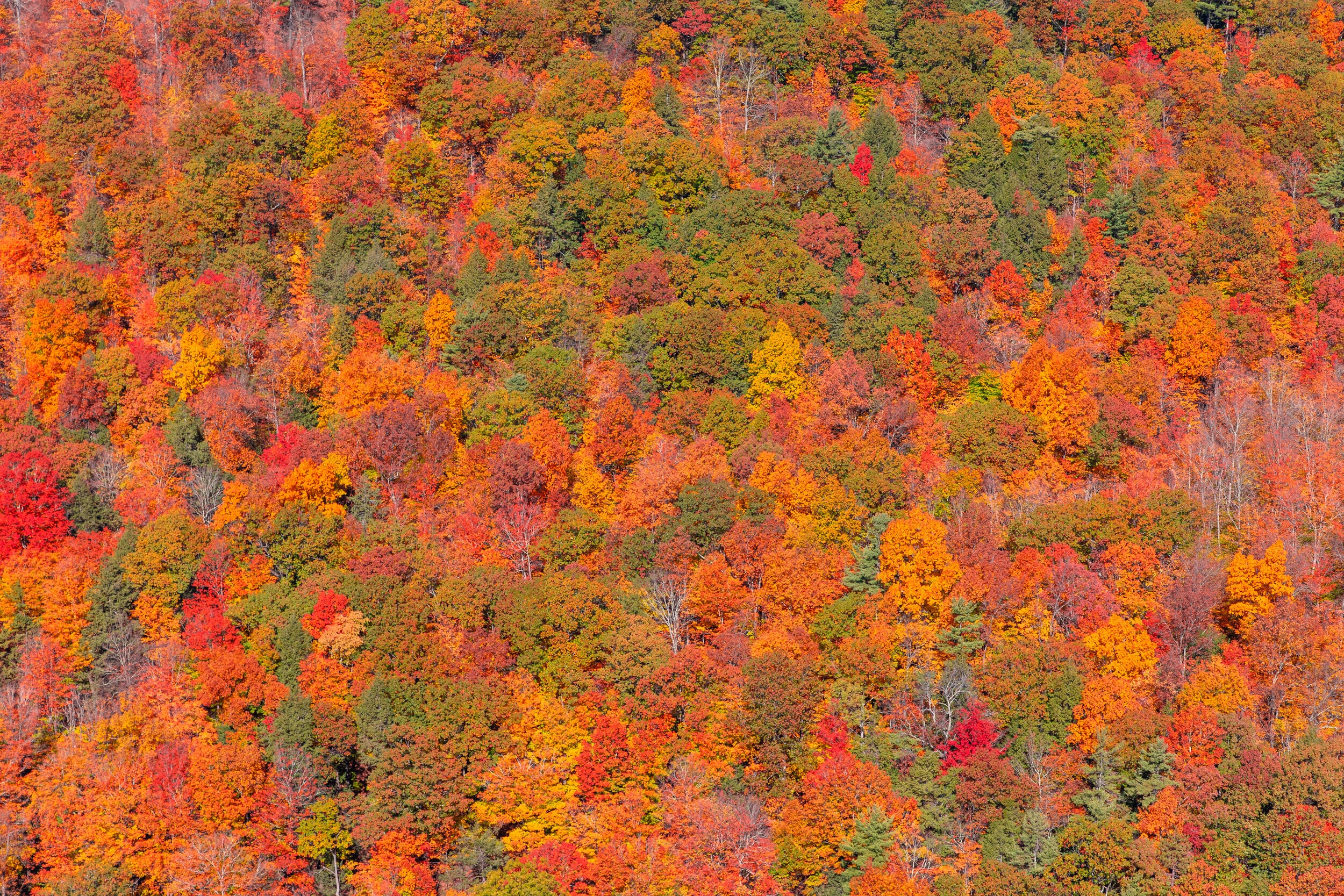Catskill Fall Foliage