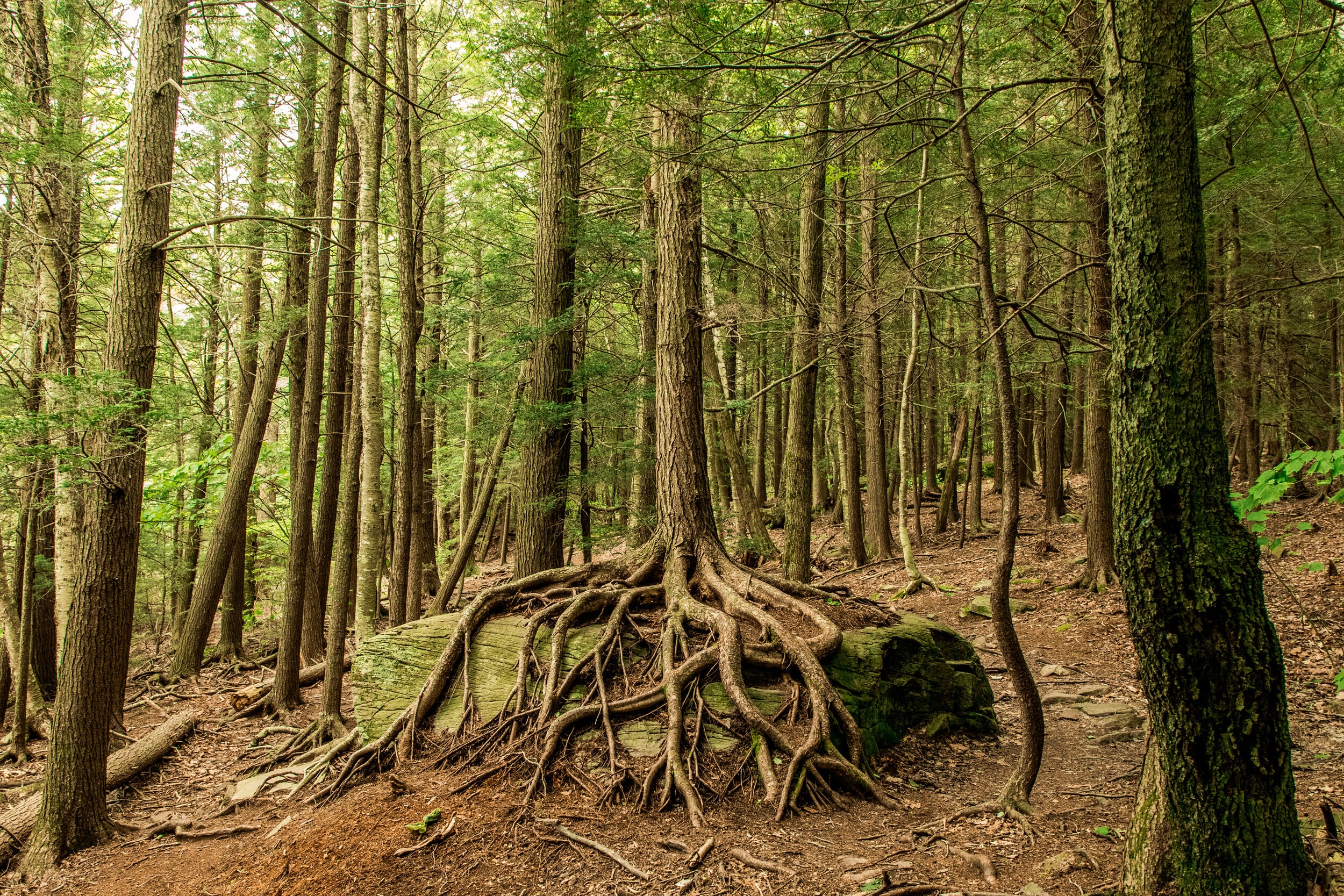 Forest Floor