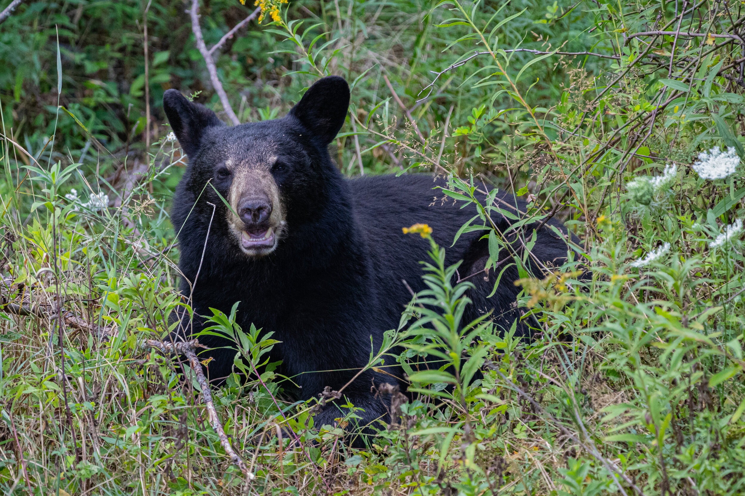 Black Bear