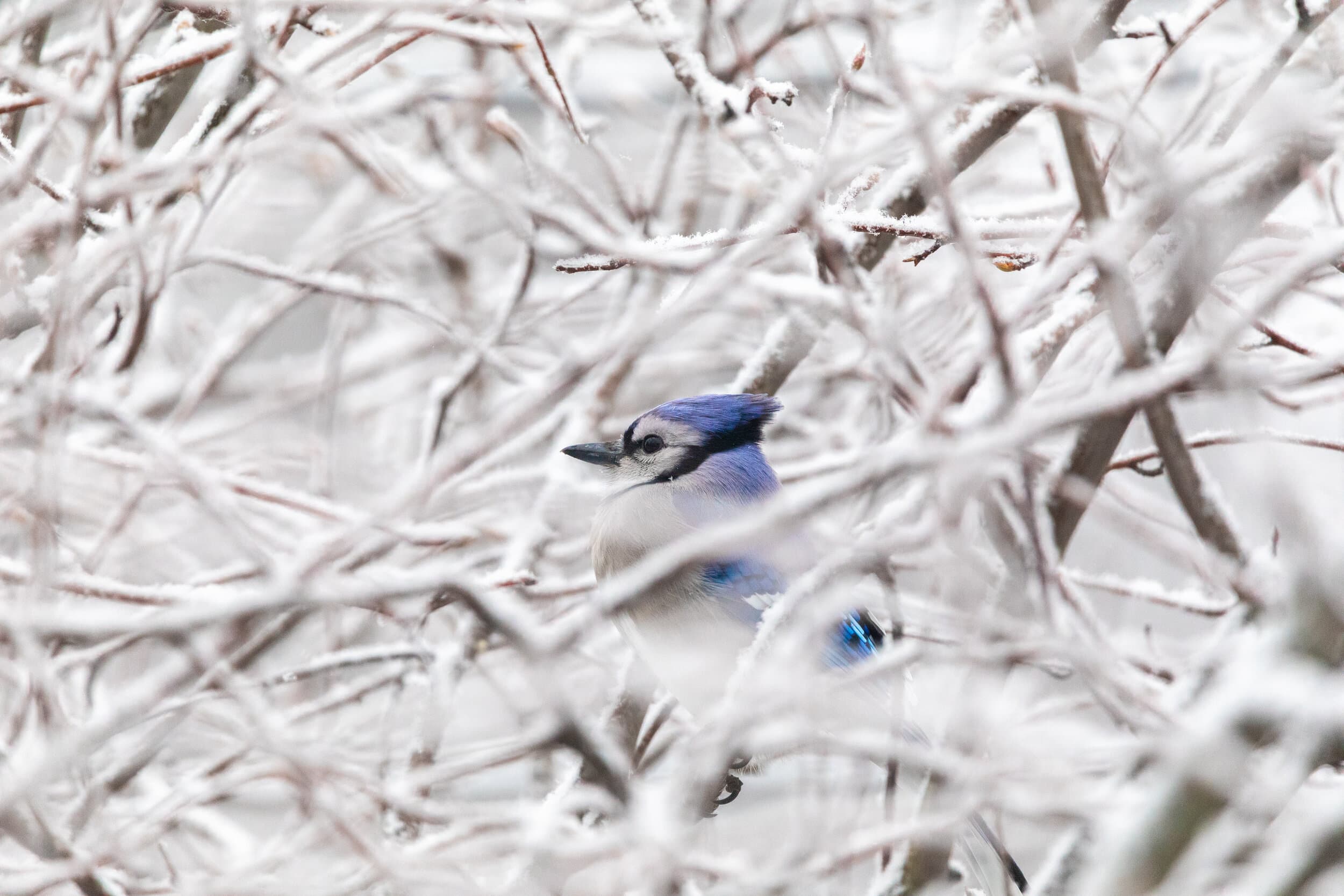 Blue Jay in Winter