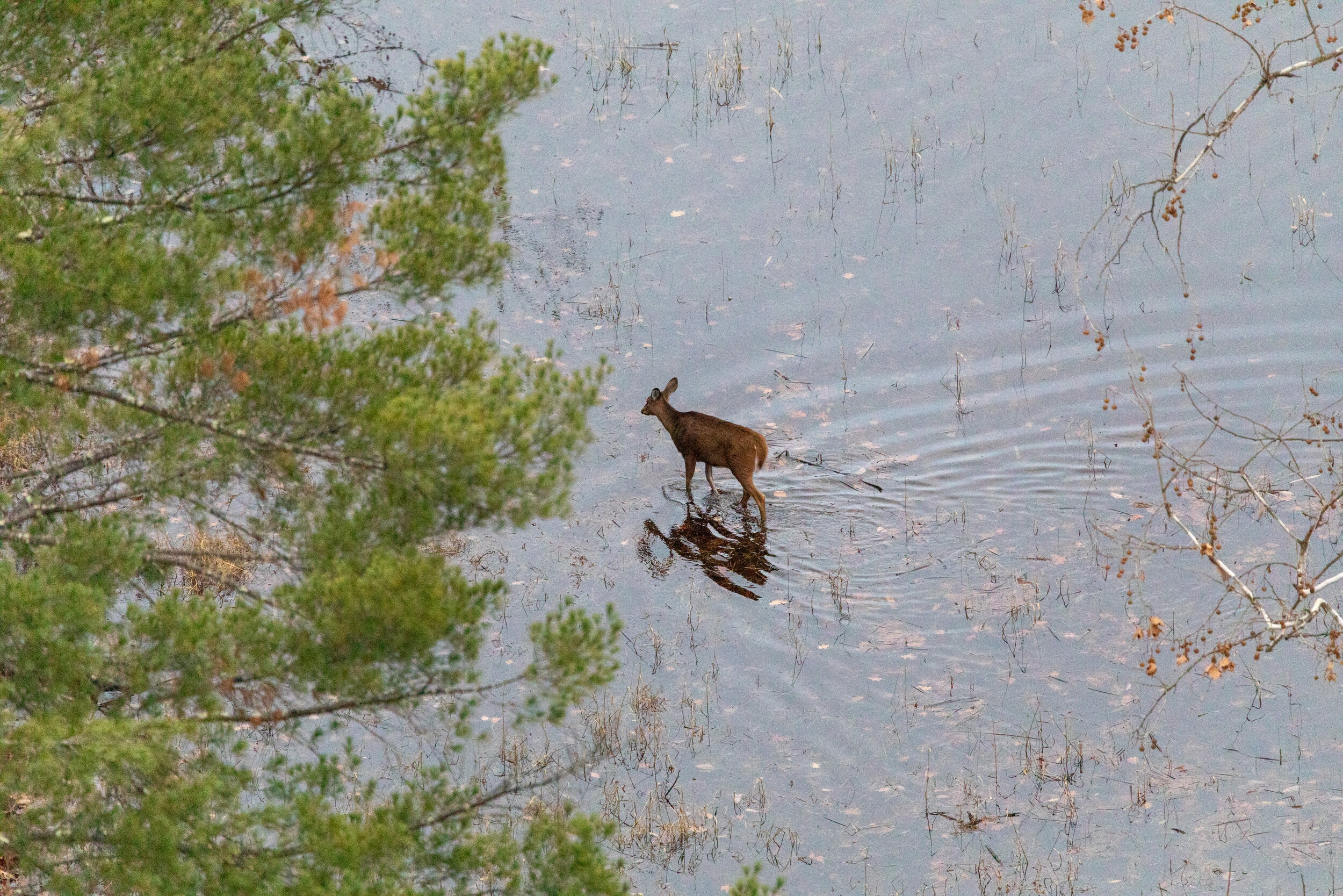 Deer at Ashokan Reservoir