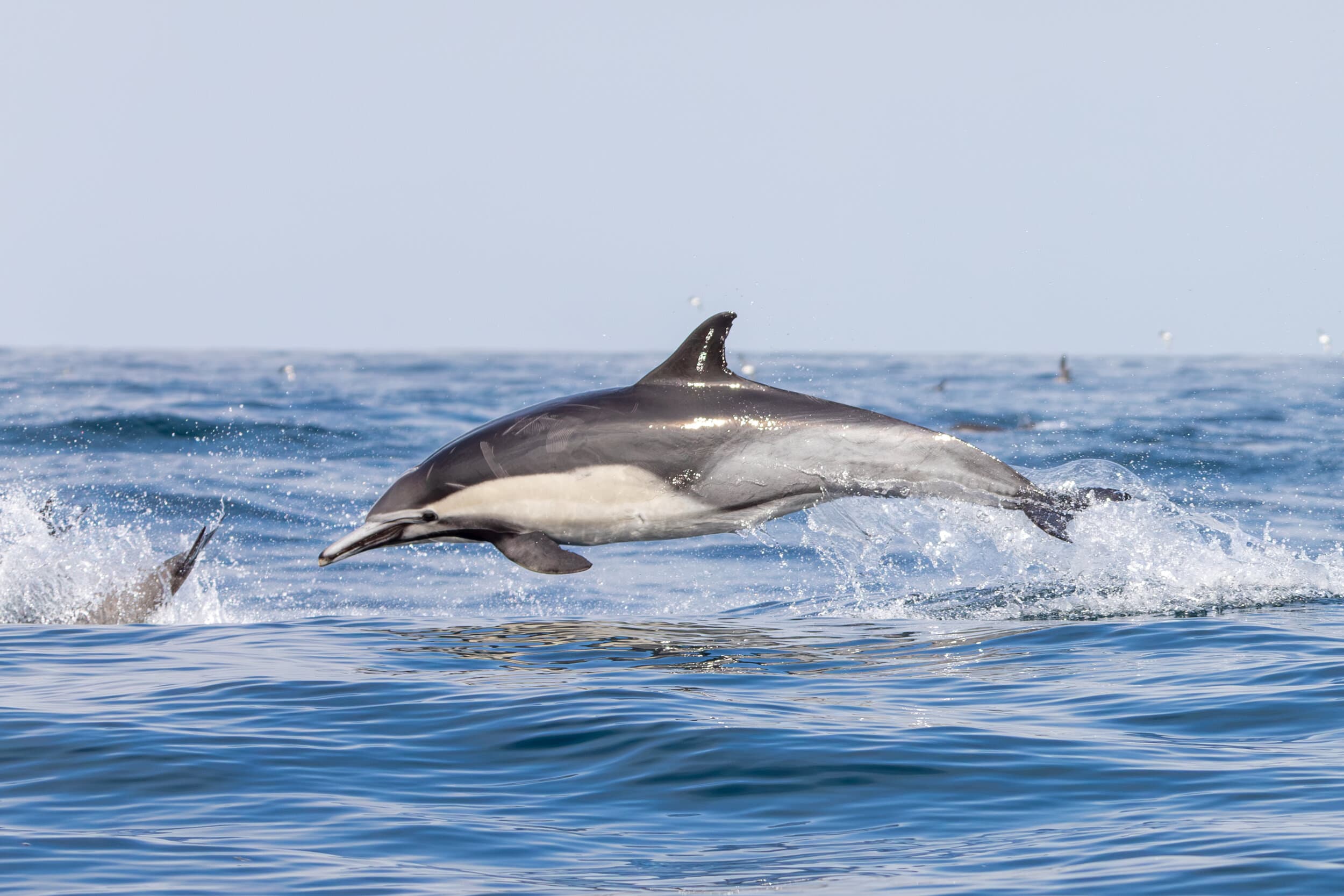 Dolphin