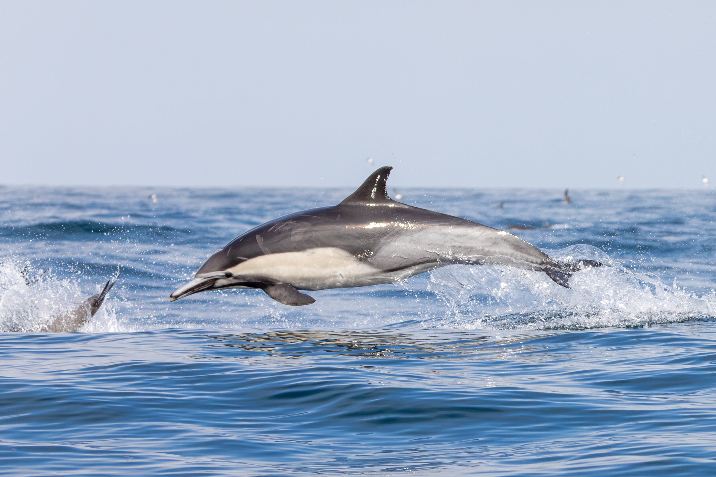 Dolphin