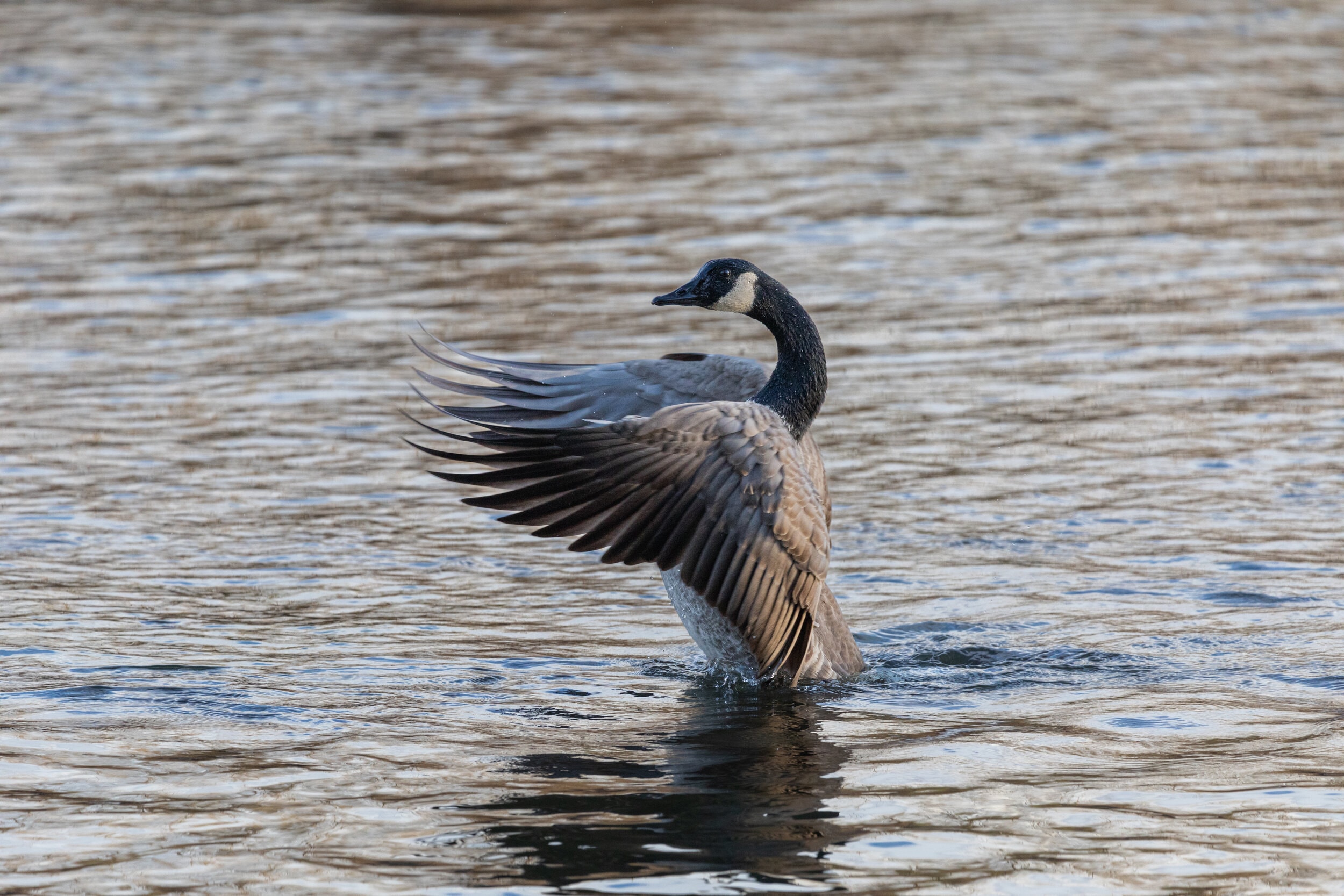 Canada Goose Taking Flight