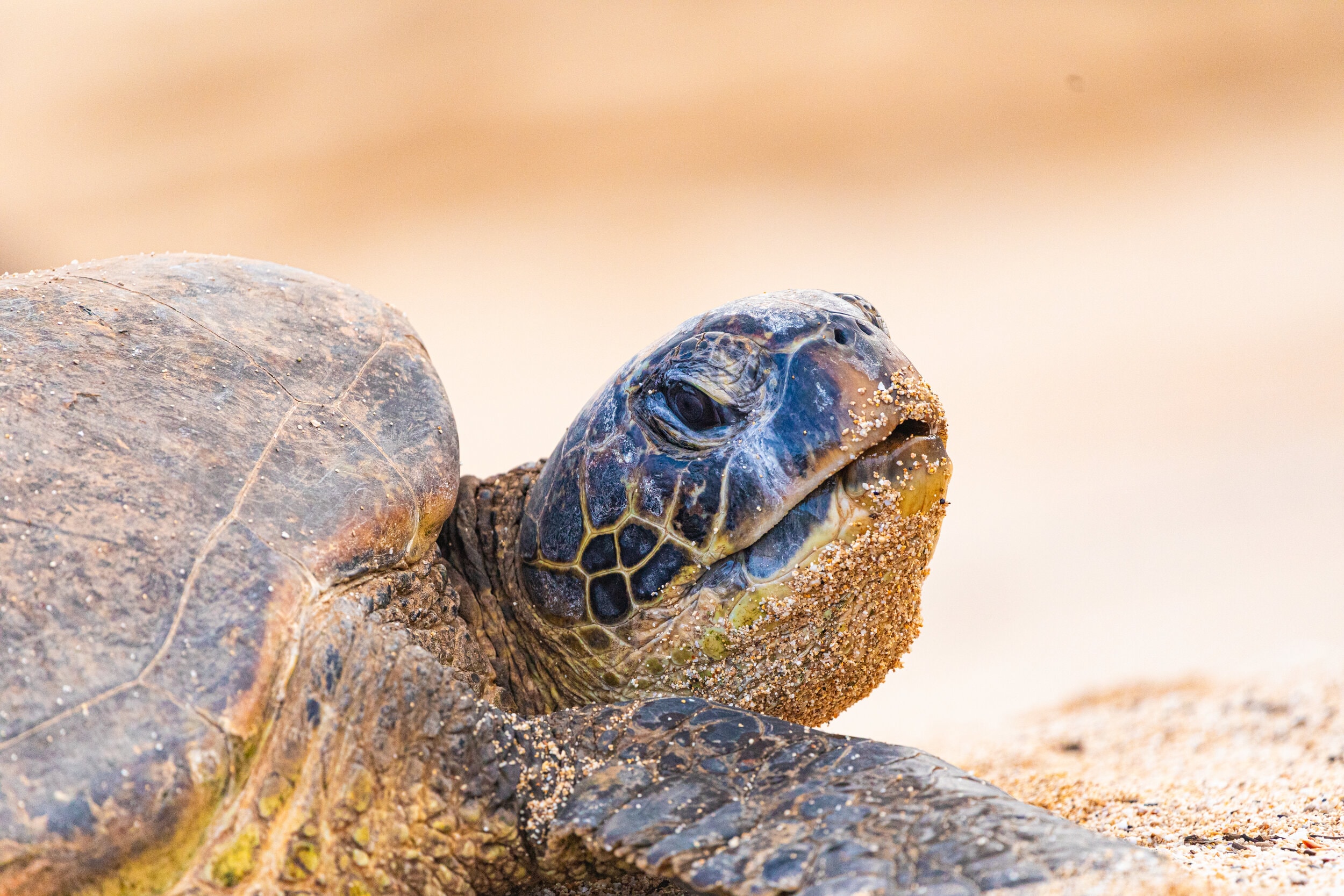 Green Sea Turtle Portrait