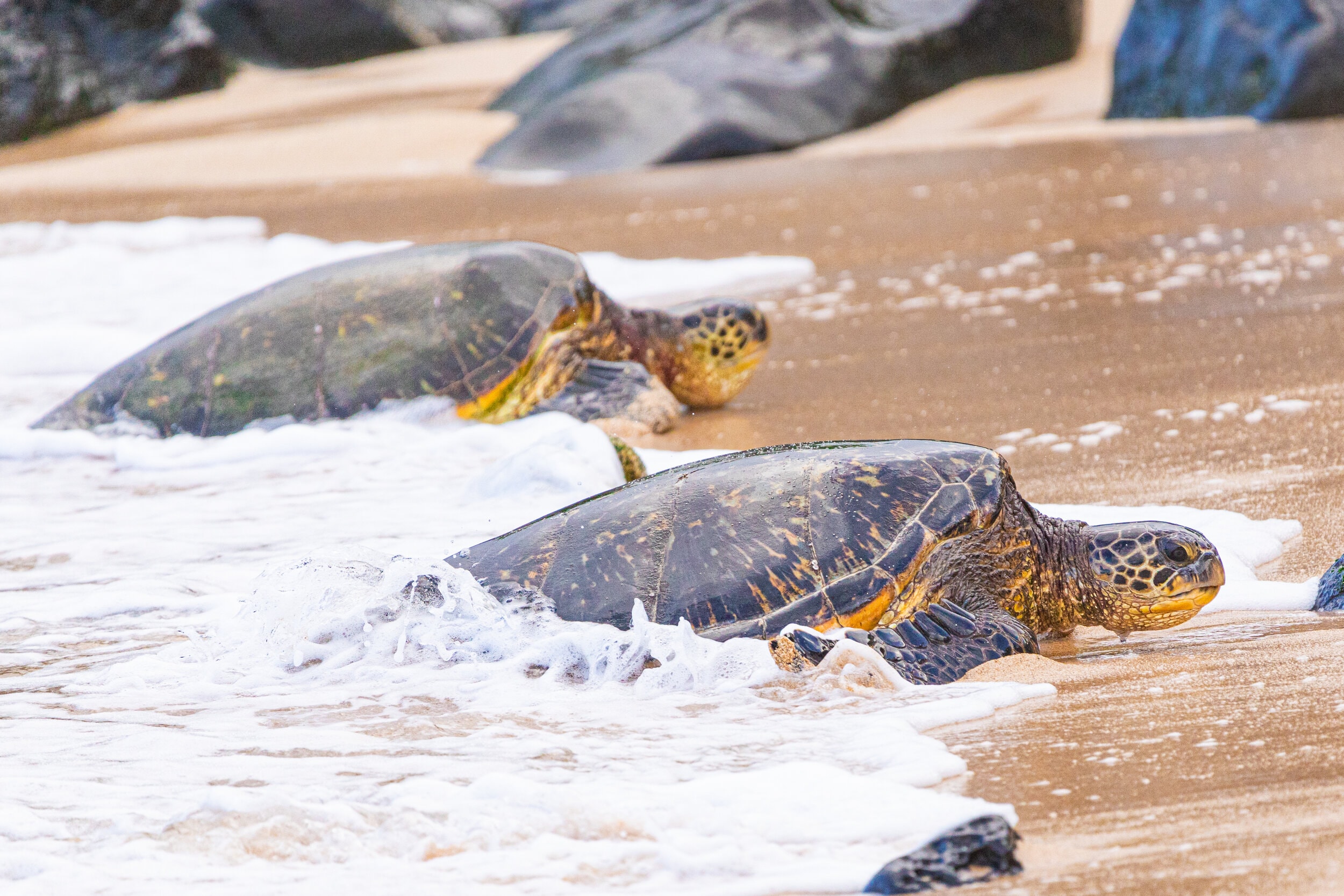 Hawaii Sea Turtles