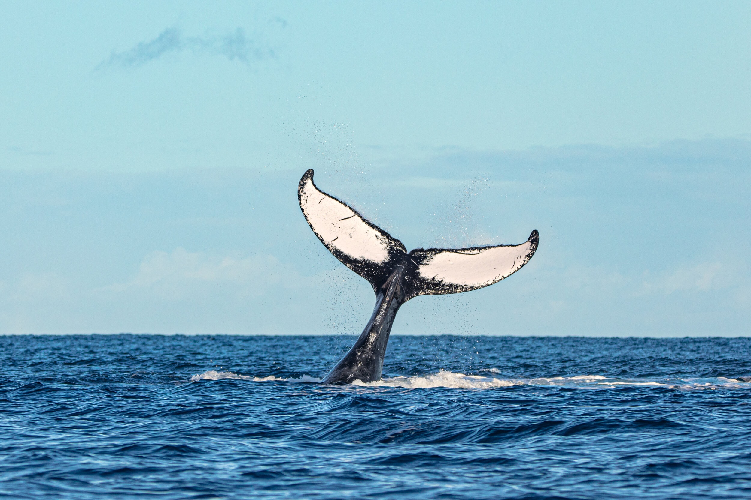 Humpback Whale