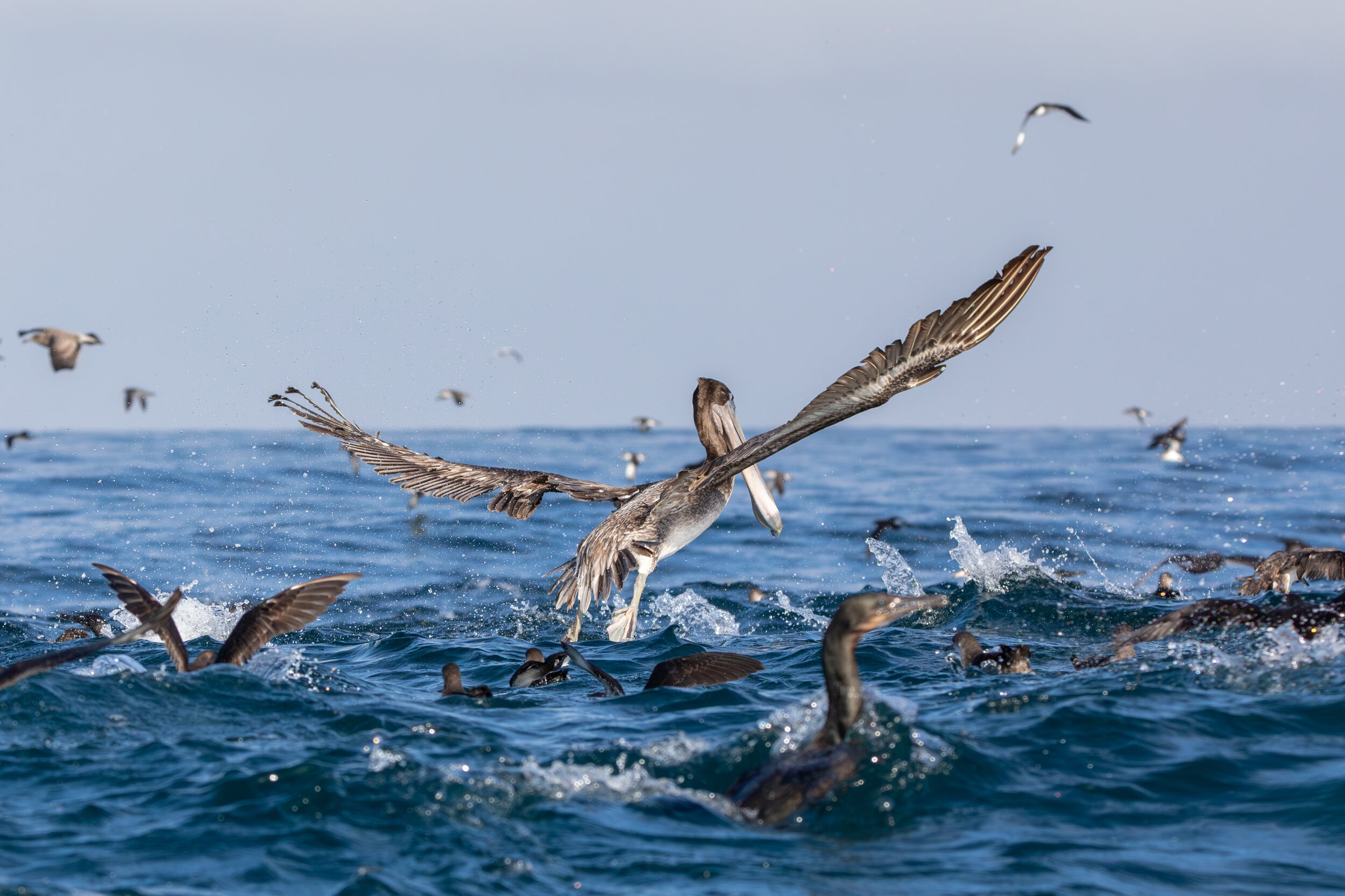 Pelican Feeding Frenzy