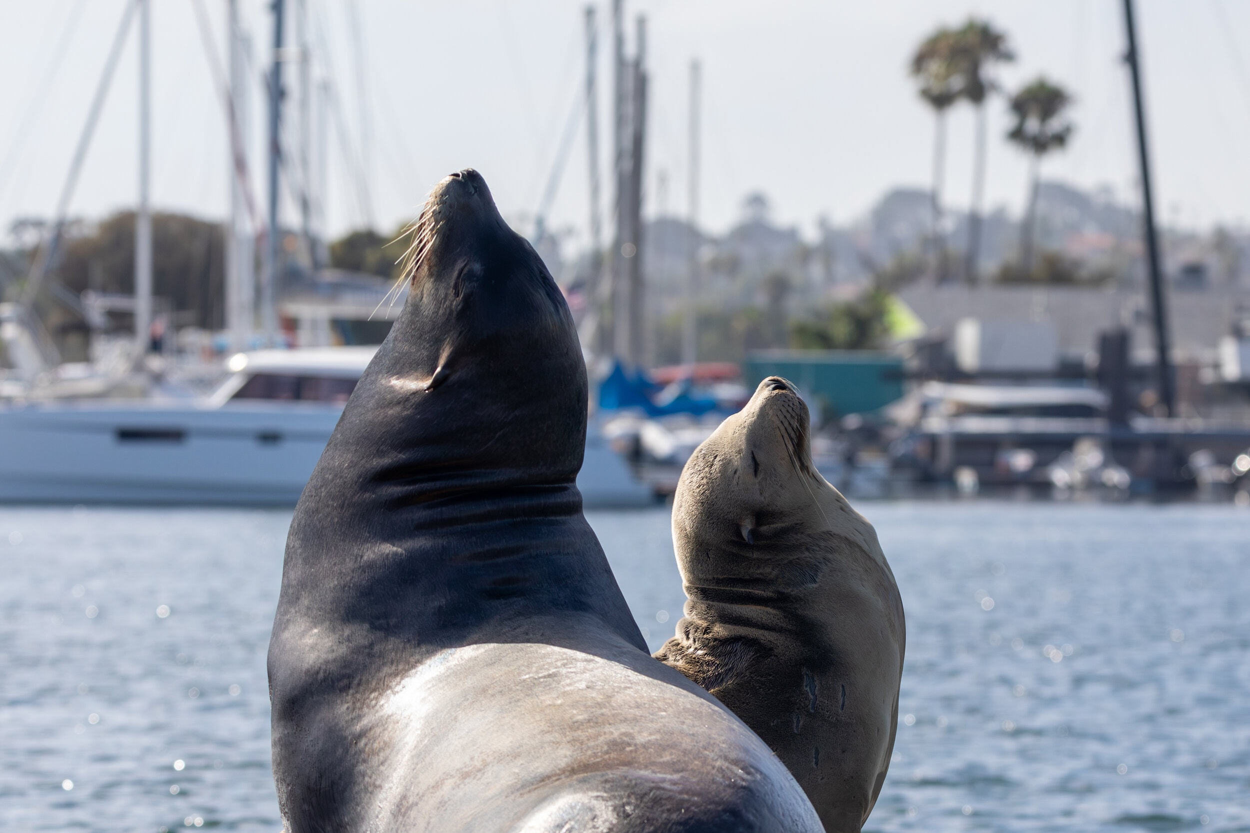 Sea Lions