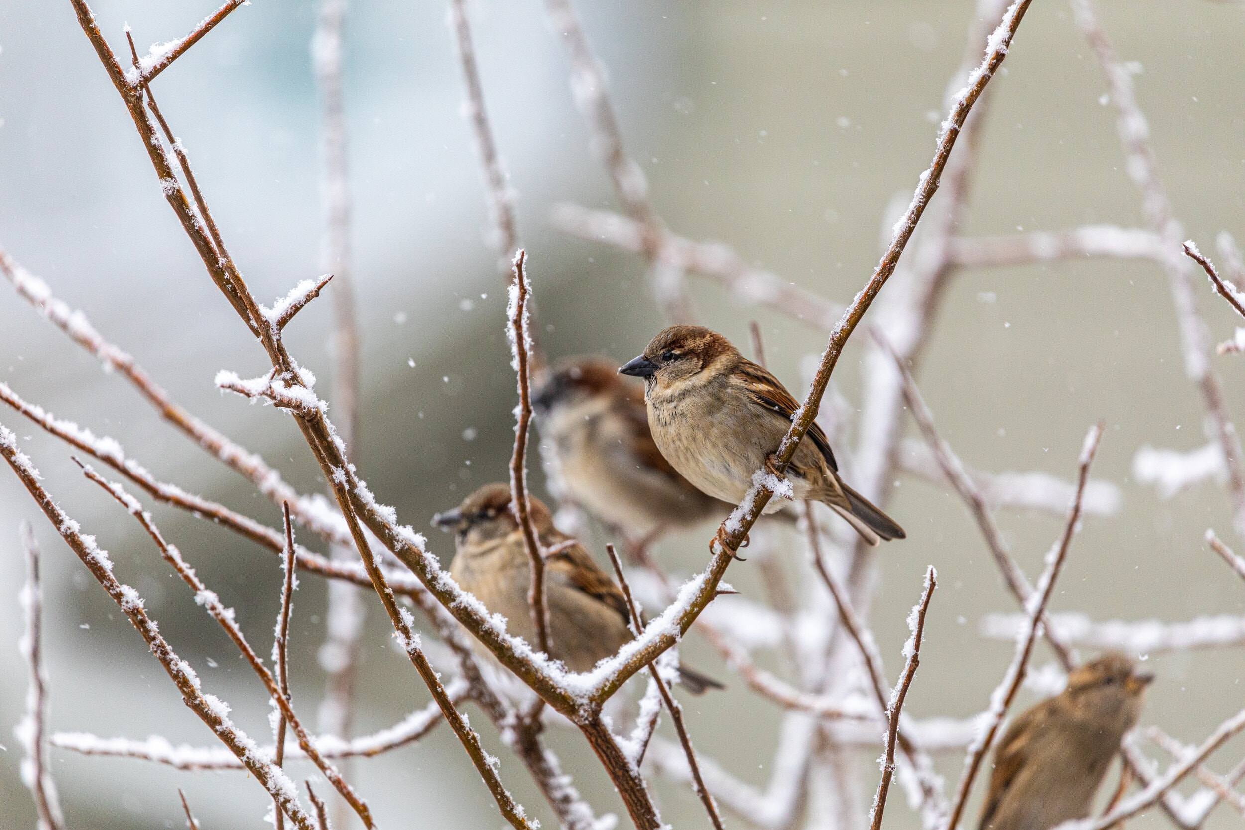 Sparrows in Snow