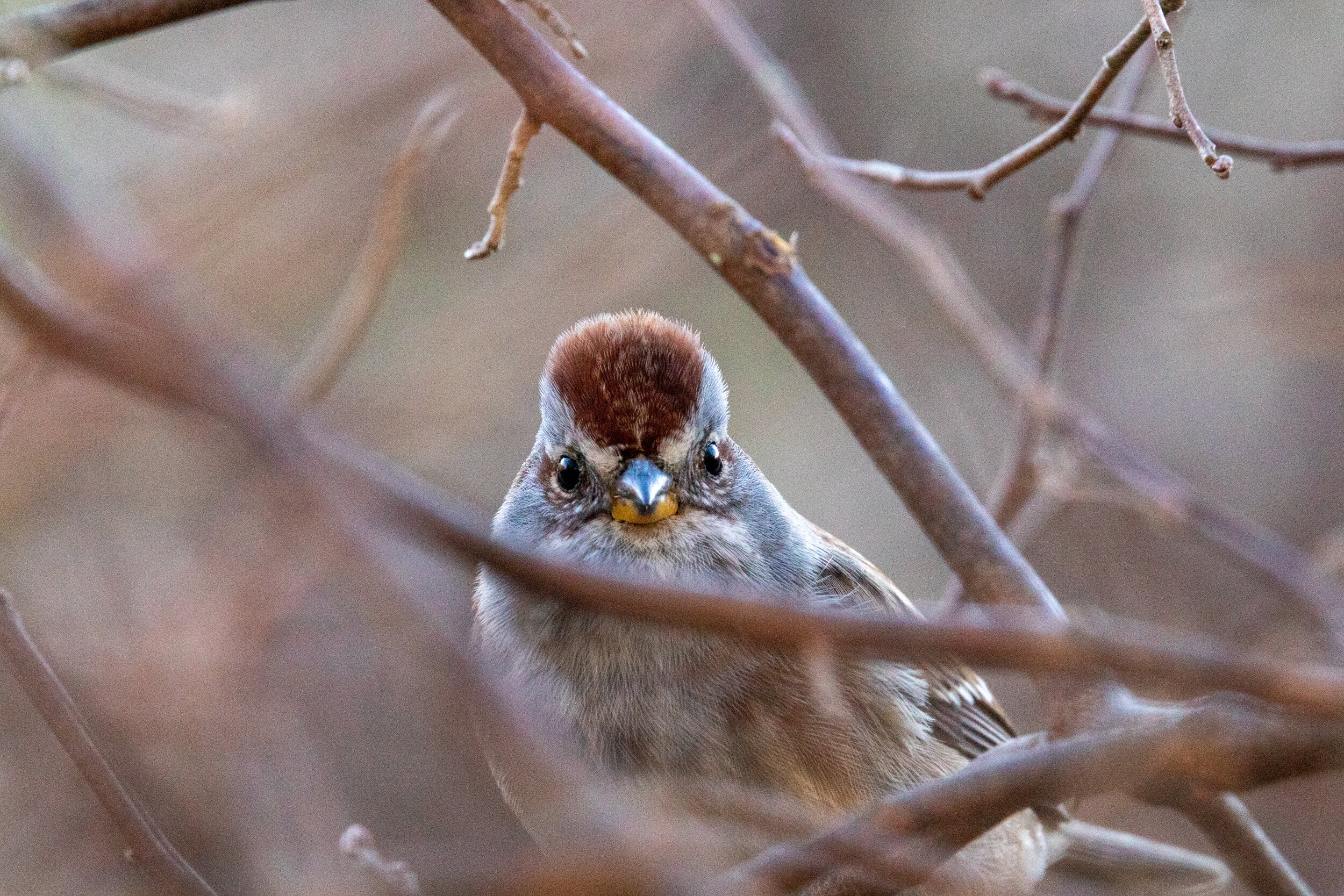 Sparrow Portrait
