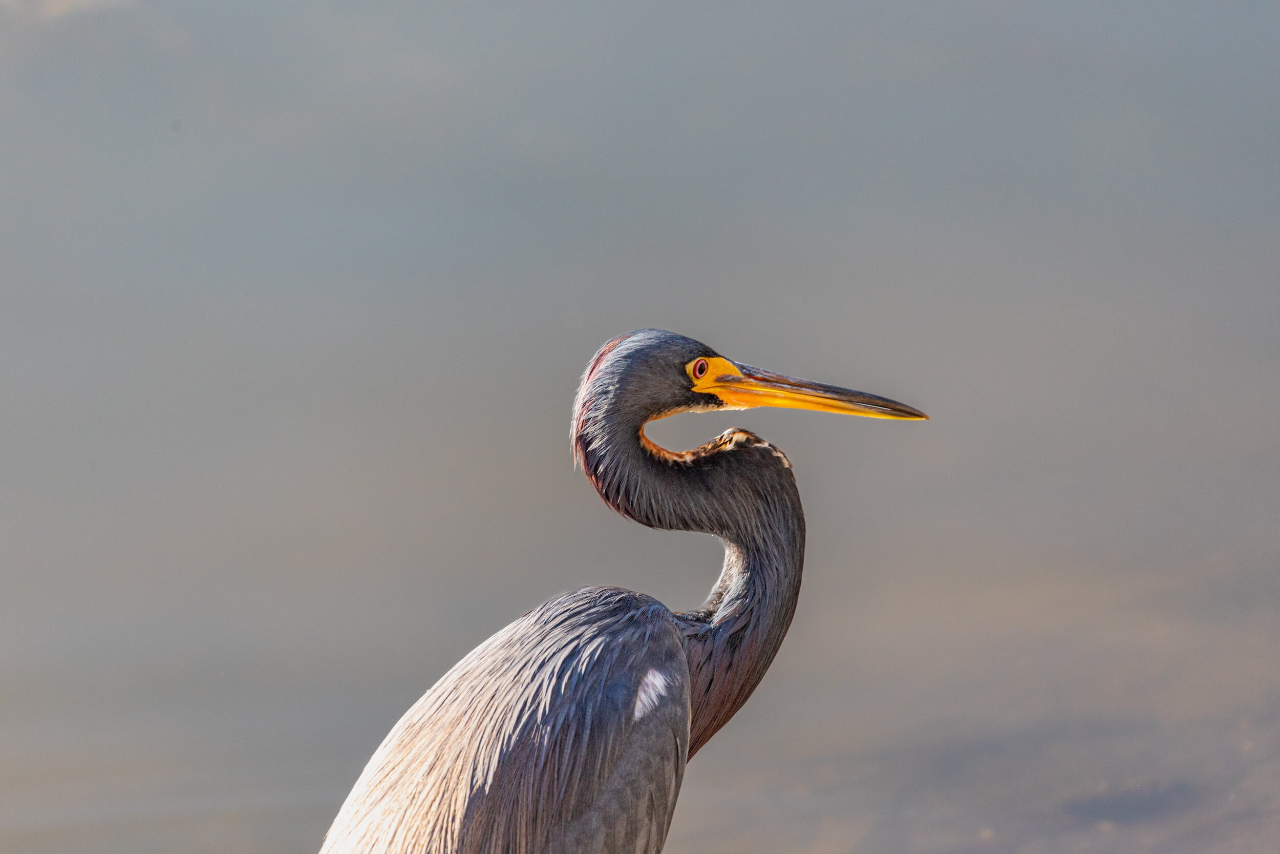 Tricolored Heron