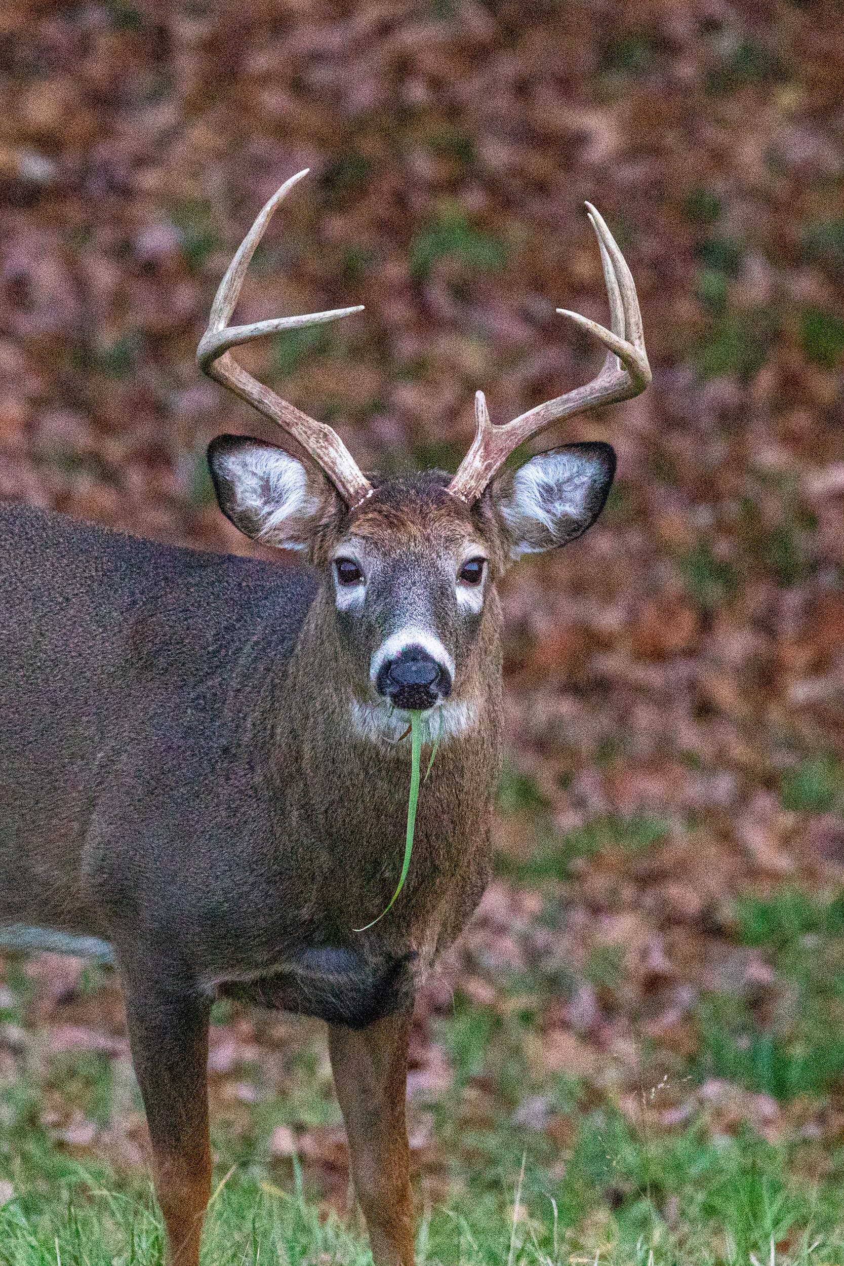 Whitetail Buck